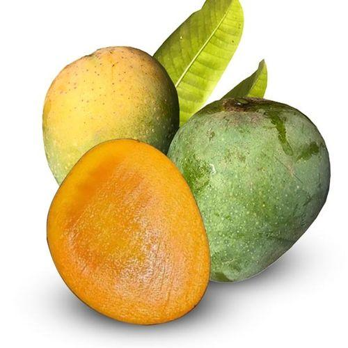 Mango (খিরসাপাত | Khirshapat)